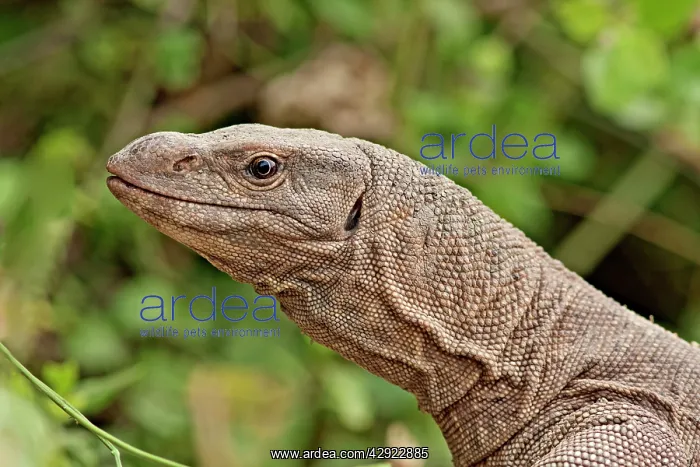: Water Monitor Lizard : Water Monitor Lizard