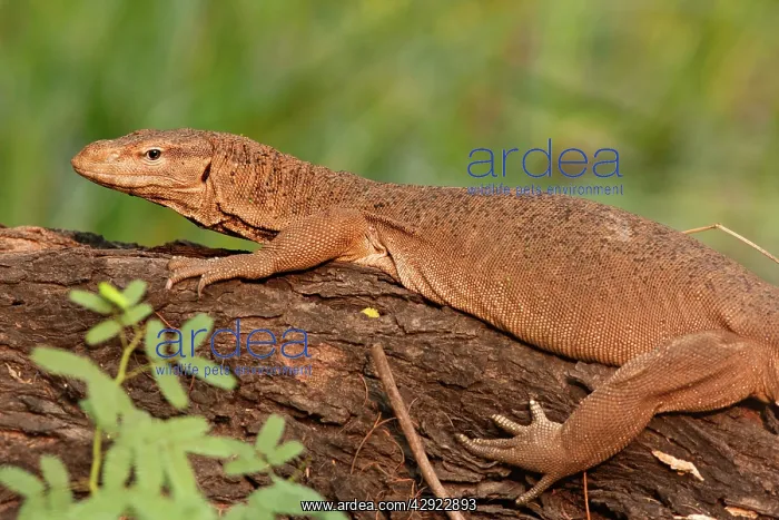 : Water Monitor Lizard : Water Monitor Lizard