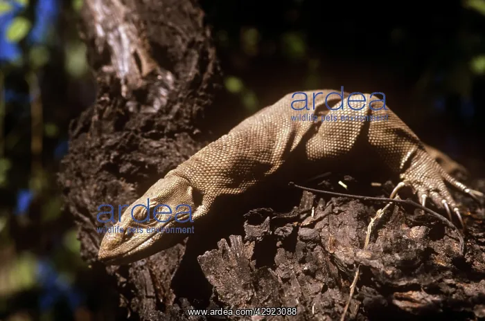 : Water Monitor LIZARD : Water Monitor LIZARD