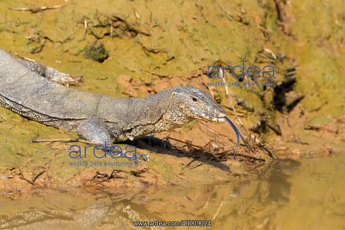 : Water Monitor Lizard : Water Monitor Lizard