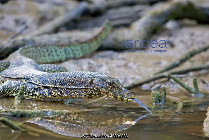 : Water Monitor Lizard : Water Monitor Lizard