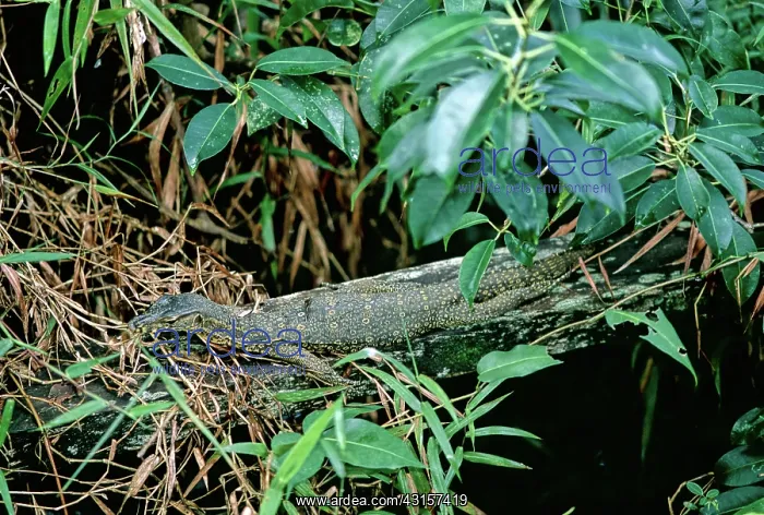 : Water Monitor Lizard : Water Monitor Lizard