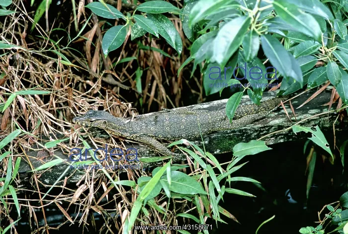 : Water Monitor Lizard : Water Monitor Lizard