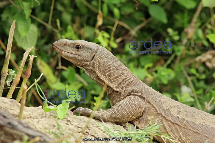 : Water Monitor Lizard, Keoladeo National Park : Water Monitor Lizard, Keoladeo National Park