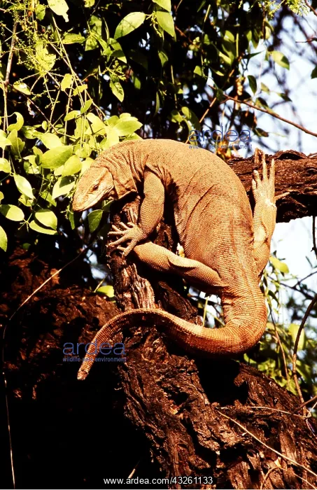 : WATER MONITOR LIZARD - IN TREE : WATER MONITOR LIZARD - IN TREE