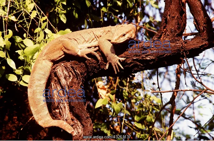 : WATER MONITOR LIZARD - IN TREE : WATER MONITOR LIZARD - IN TREE