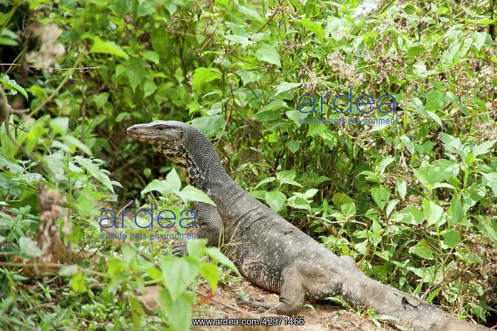: Water Monitor - among low shrubs in rain forest : Water Monitor - among low shrubs in rain forest