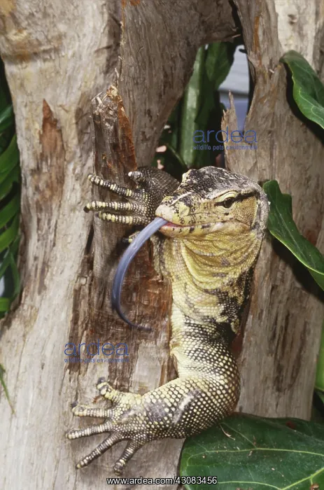 : Water Monitor (Varanus salvator) : Water Monitor (Varanus salvator)