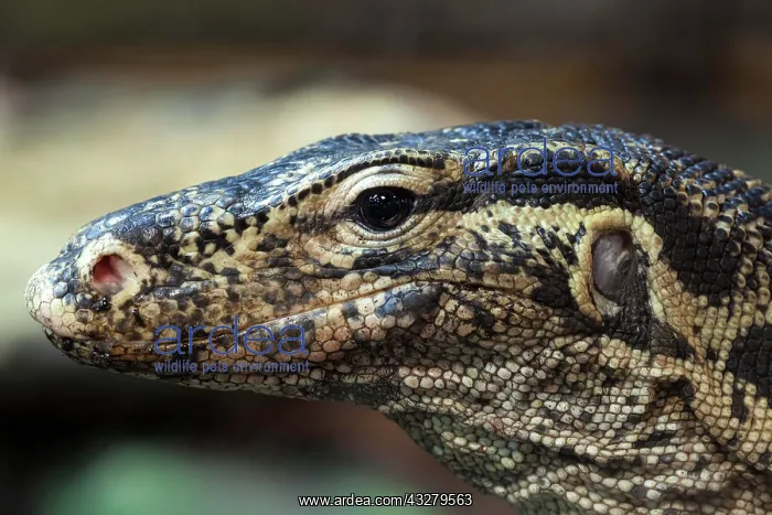 : Water monitor (Varanus salvator), animal portrait : Water monitor (Varanus salvator), animal portrait