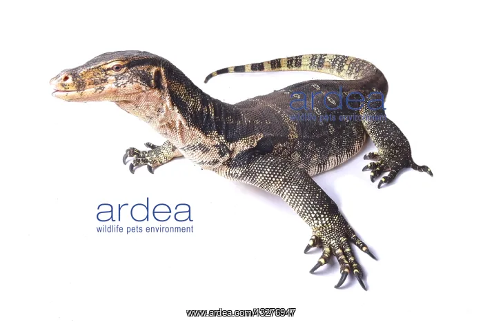 : The water monitor (Varanus salvator) is a large : The water monitor (Varanus salvator) is a large