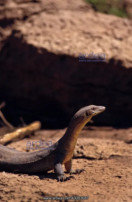 : Water Monitor, Western Australia : Water Monitor, Western Australia