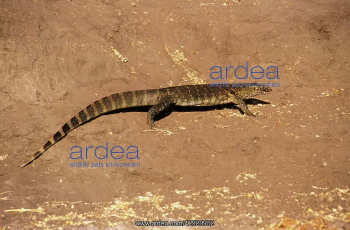 : Water / Nile Monitor Lizard : Water / Nile Monitor Lizard