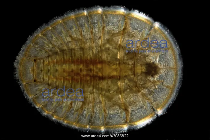 : Water Penny Beetle Larva : Water Penny Beetle Larva