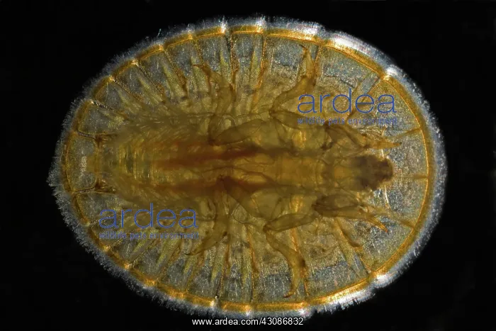 : Water Penny Beetle Larva : Water Penny Beetle Larva