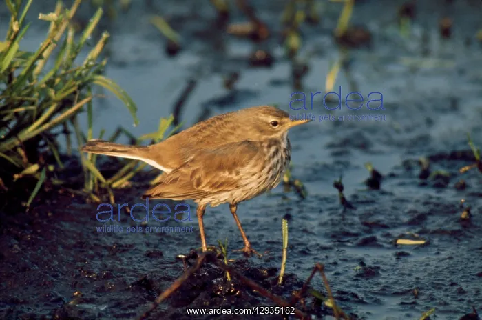  : Water Pipit