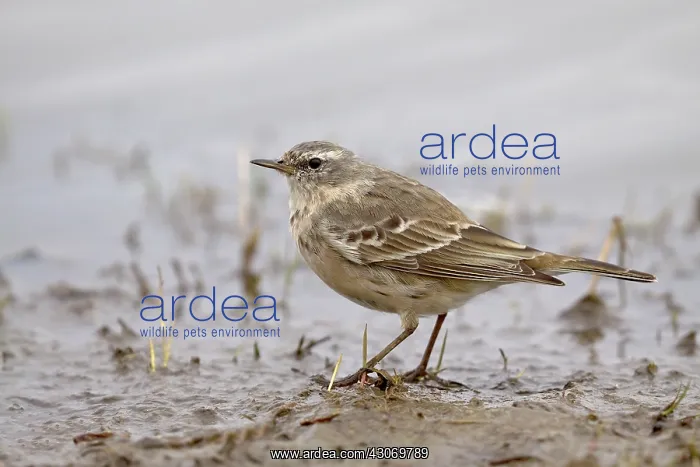 : Water Pipit : Water Pipit