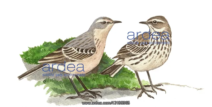 : Water Pipit : Water Pipit