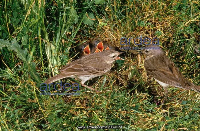 : Water Pipit - adults at nest feeding young : Water Pipit - adults at nest feeding young