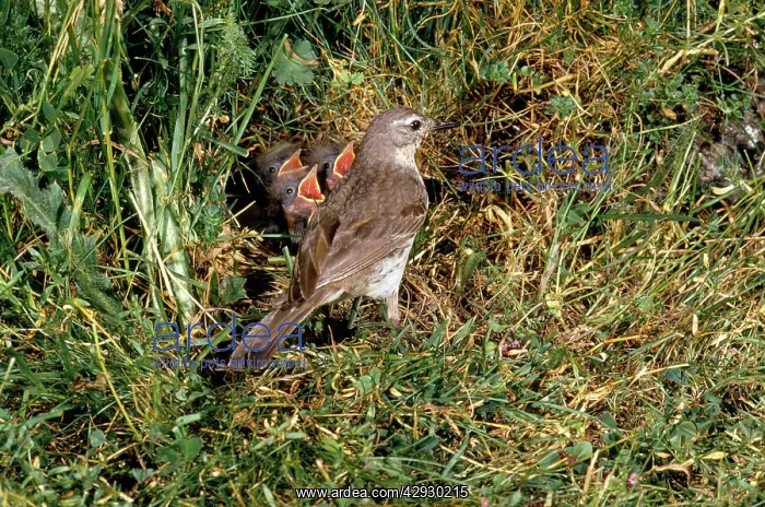 : Water Pipit - at nest with young : Water Pipit - at nest with young