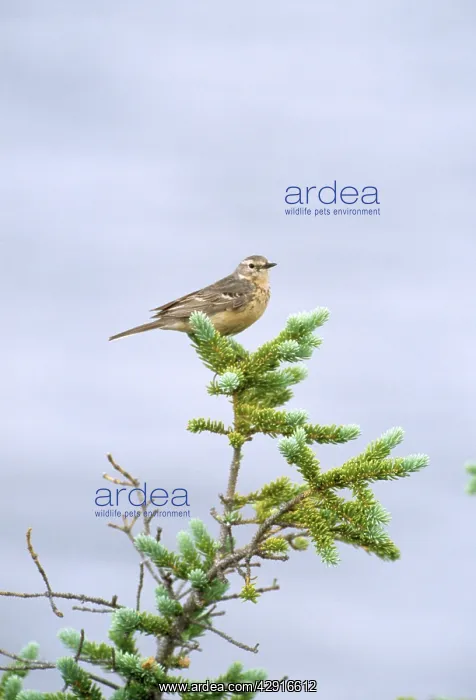 : WATER PIPIT - ON TOP OF PLANT : WATER PIPIT - ON TOP OF PLANT