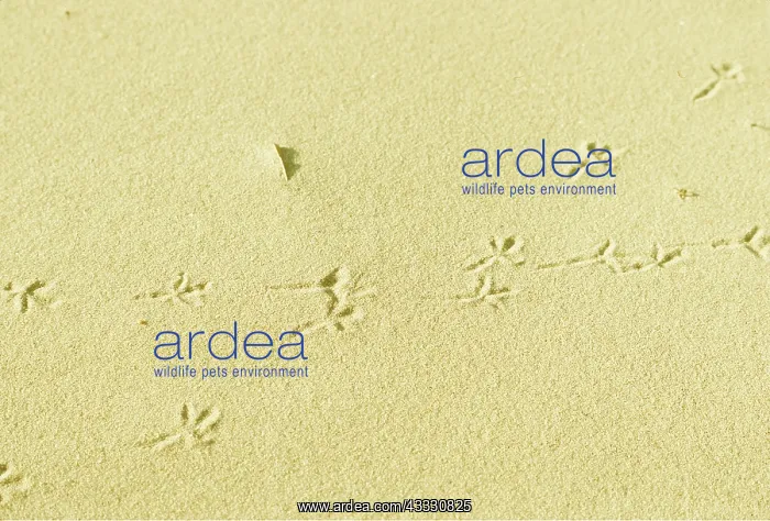 : WATER PIPIT TRACKS - in sand : WATER PIPIT TRACKS - in sand