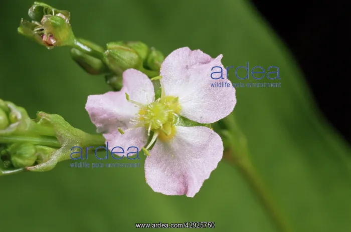 : Water Plantain - Petals open, ('sunny stateI) : Water Plantain - Petals open, ('sunny stateI)