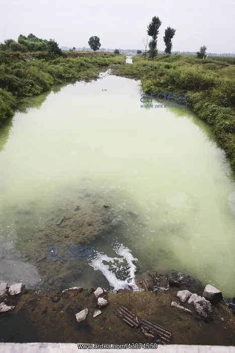 : Water Pollution, Beijing, China : Water Pollution, Beijing, China