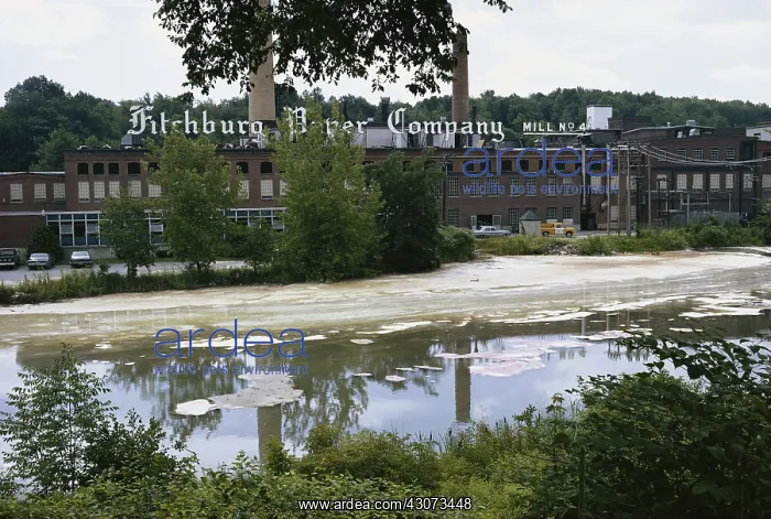 : Water Pollution, Nashua River, Fitchburg, MA : Water Pollution, Nashua River, Fitchburg, MA