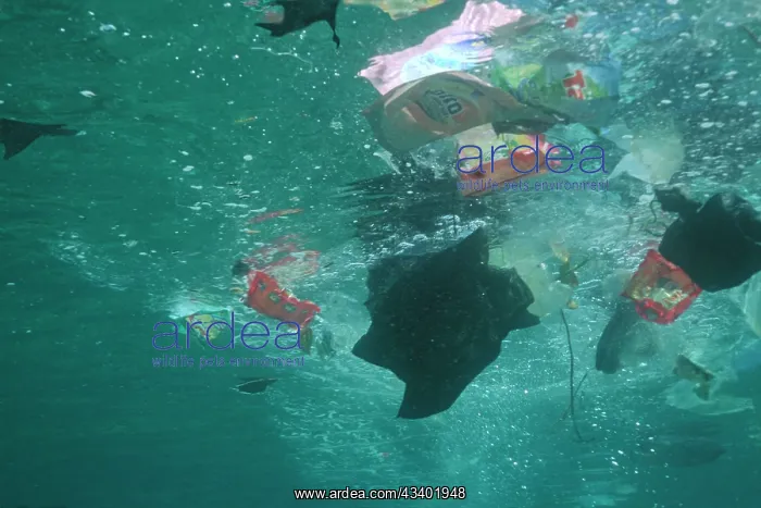 : Water POLLUTION - rubbish floating in ocean. Plastic : Water POLLUTION - rubbish floating in ocean. Plastic