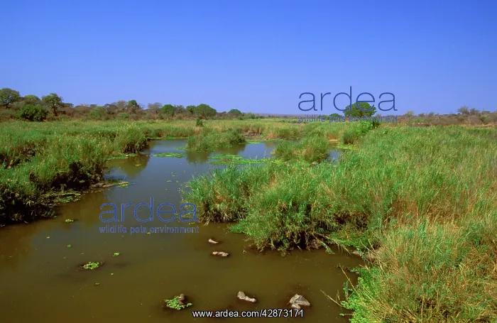 : Water Pool - Transvaal : Water Pool - Transvaal