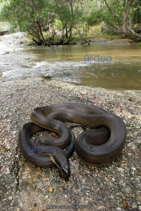 : Water Python : Water Python