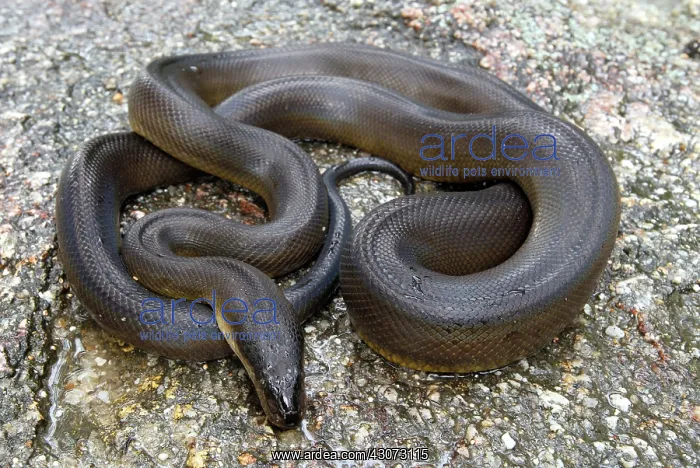 : Water Python : Water Python