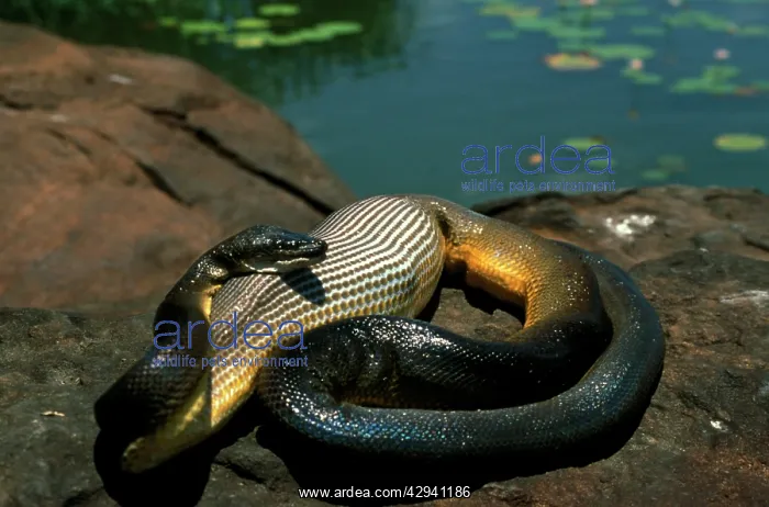  : Water python (Antaresia fuscus) that has swallowed