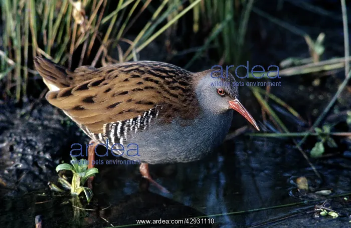  : WATER RAIL
