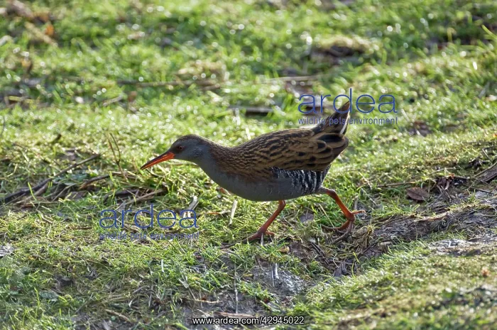 : Water rail : Water rail
