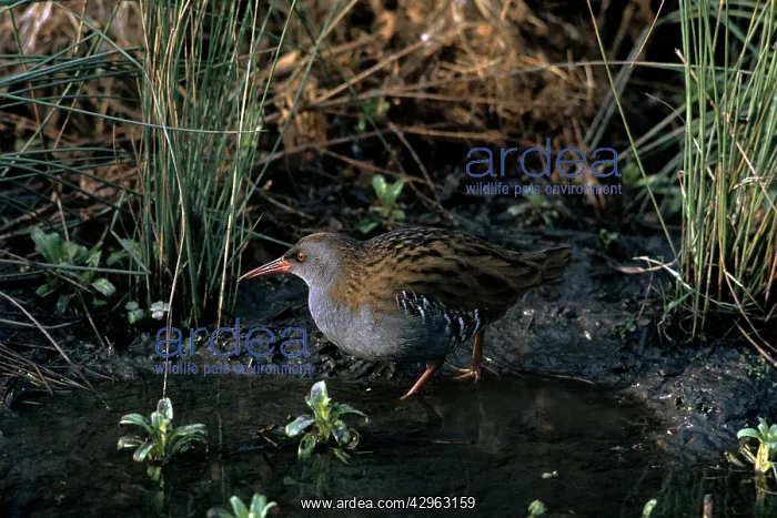  : Water Rail