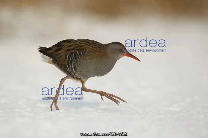 : Water Rail : Water Rail