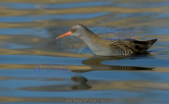 : Water Rail : Water Rail