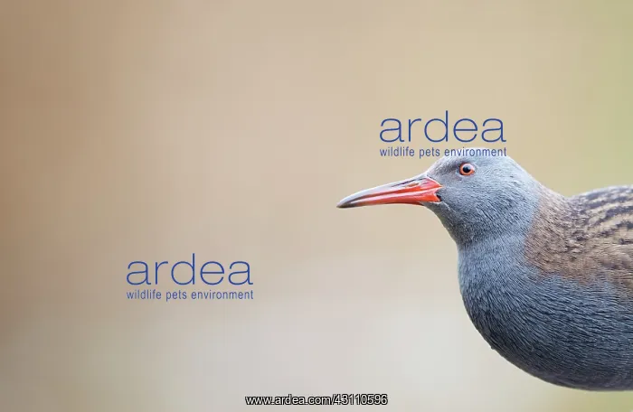 : Water Rail : Water Rail