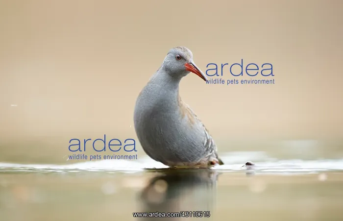 : Water Rail : Water Rail