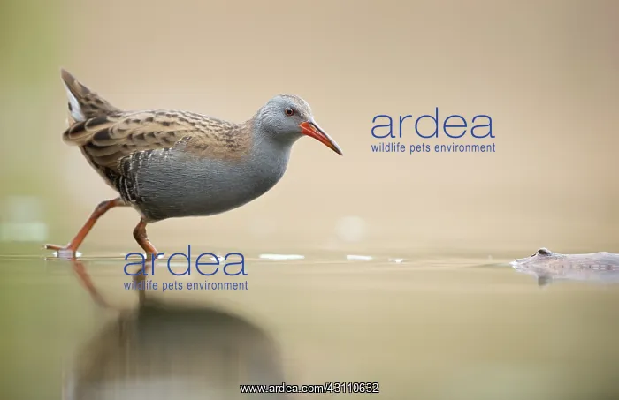 : Water Rail : Water Rail