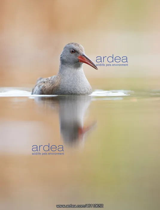 : Water Rail : Water Rail