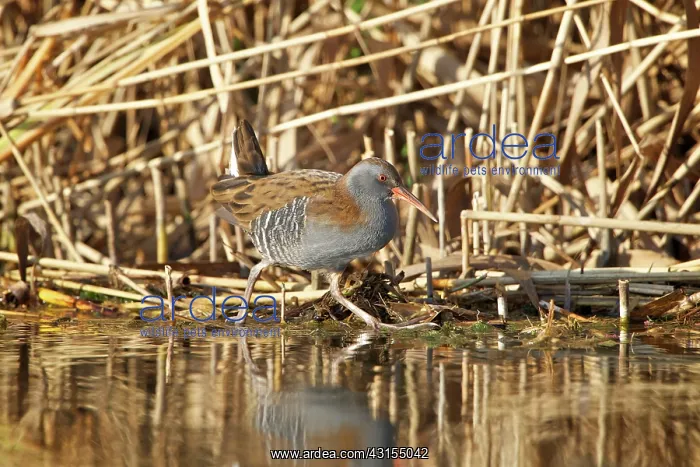 : Water Rail : Water Rail