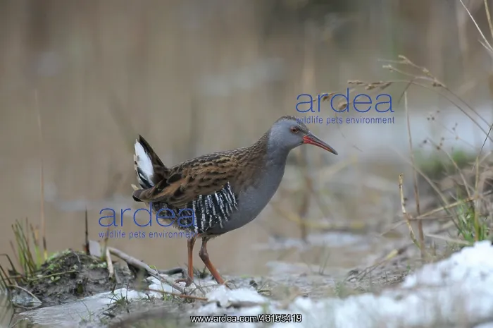 : Water Rail : Water Rail