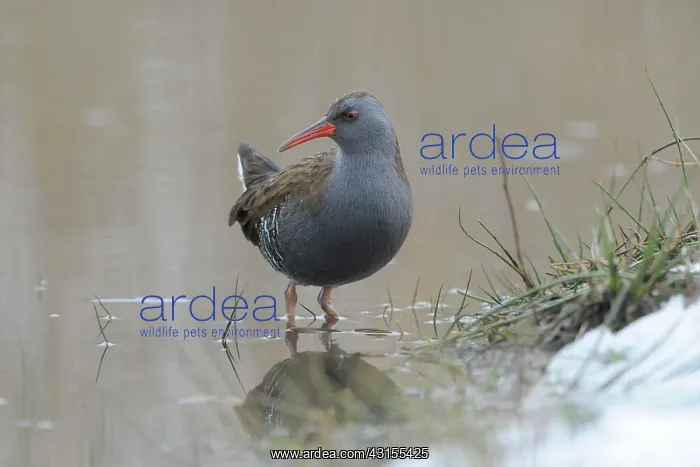 : Water Rail : Water Rail