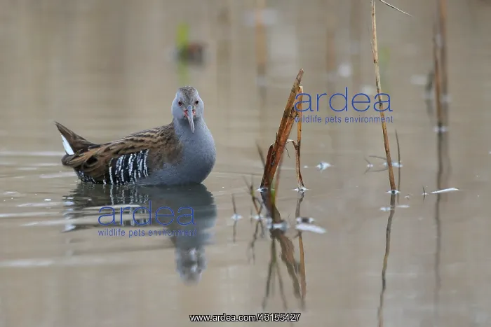 : Water Rail : Water Rail