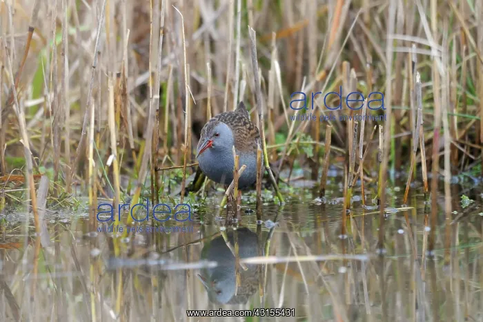 : Water Rail : Water Rail