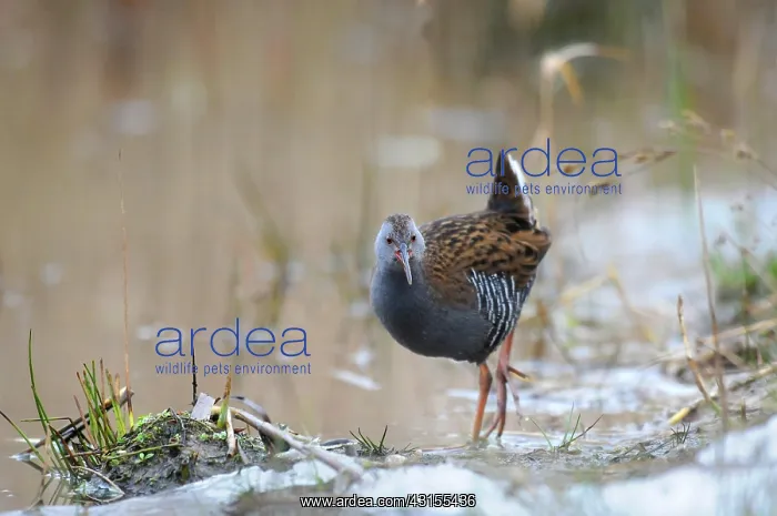 : Water Rail : Water Rail