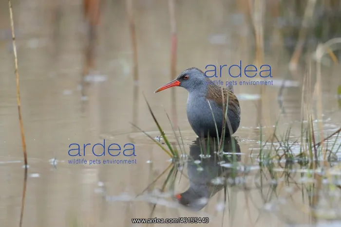 : Water Rail : Water Rail