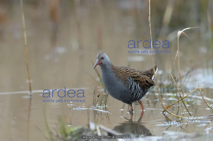 : Water Rail : Water Rail